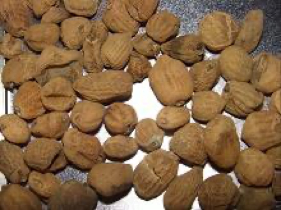 Kurutulmuş gerçek çekirdek salep yumruları